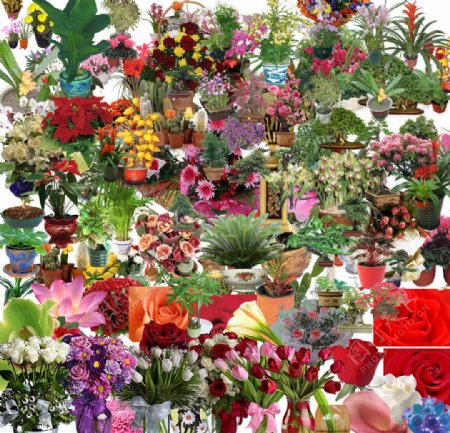 鲜花植物素材图片