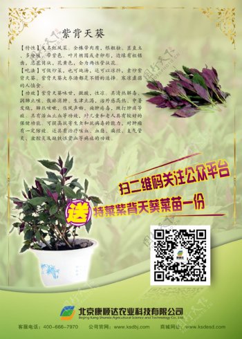 紫背天葵宣传单图片