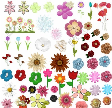 各种各样的花朵素材图片