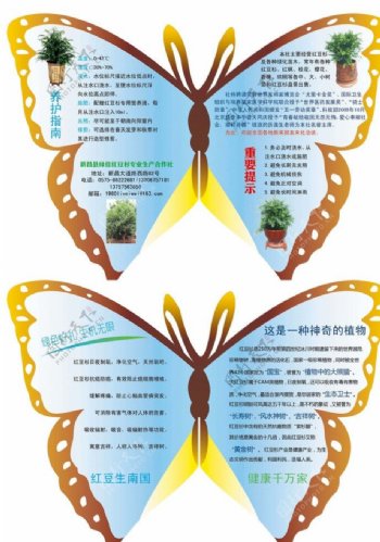 红豆杉蝴蝶折页图片