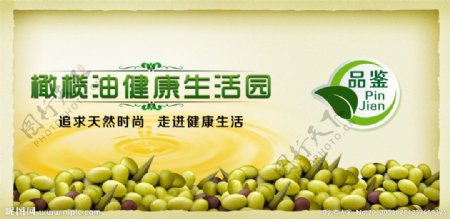 网页橄榄油海报图片