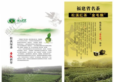 松溪绿红茶图片