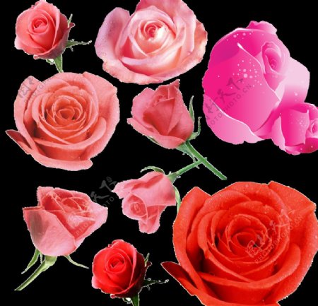玫瑰花抠图图片