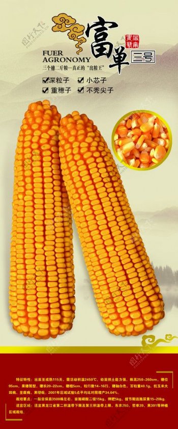玉米富单3号图片