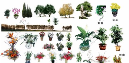 植物系列2图片