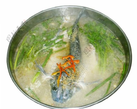 西江鲩鱼图片