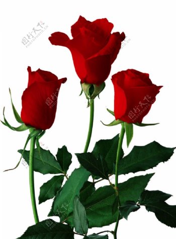 高清红玫瑰PSD分层素材5朵图片