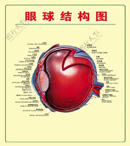 眼球图图片