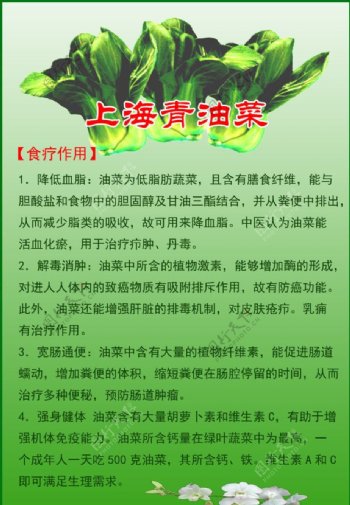 上海青油菜图片