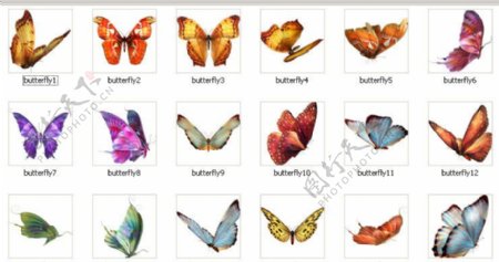 18只美丽的蝴蝶图片