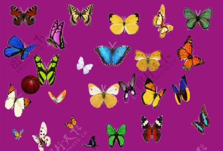 五彩缤纷漂亮的蝴蝶图片