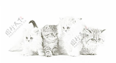 可爱猫咪素描图片