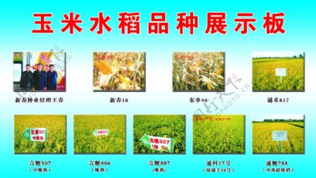 玉米水稻品种展示板图片