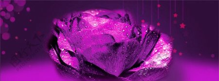绚丽紫玫瑰图片
