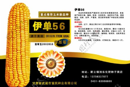 玉米种子宣传单彩页图片