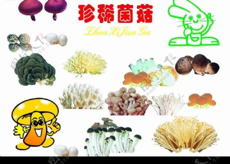 珍稀菌菇图片
