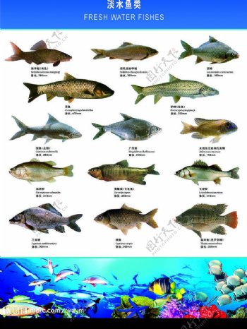 淡水鱼类图片