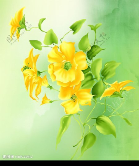 韩国花朵图片