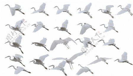 各种飞翔的白鹤图片