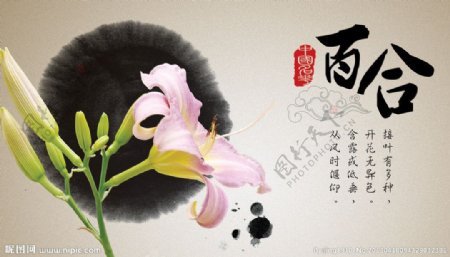 中国名花之百合图片