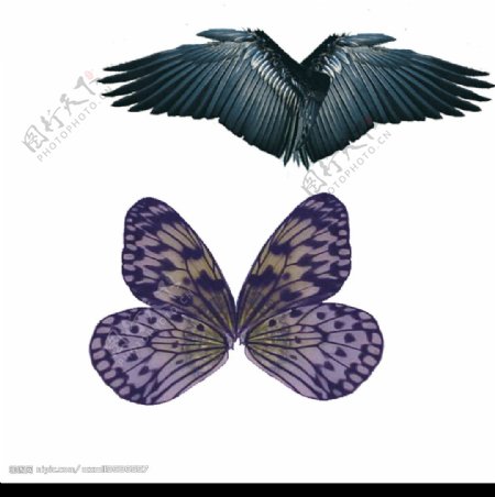 翅膀设计分层图片