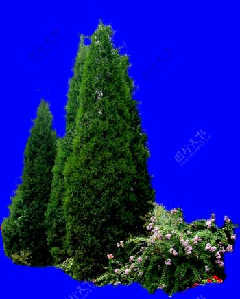 塔松花丛树木类分层抠图PSD格式图片