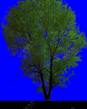 杨树树木类分层抠图PSD图片