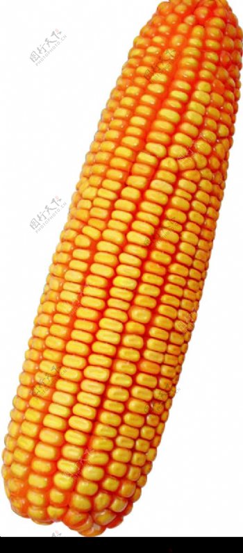 分层玉米图片