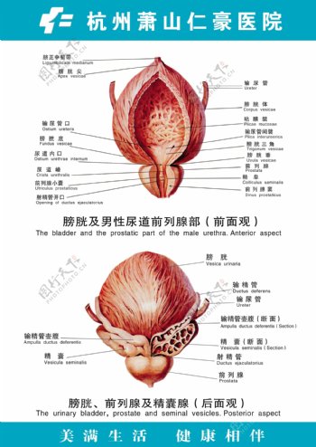 膀胱及男性尿道前列腺部图片