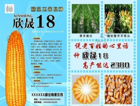 玉米海报图片