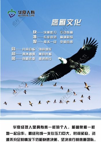 华夏人寿经理人文化鹰雁文化图片