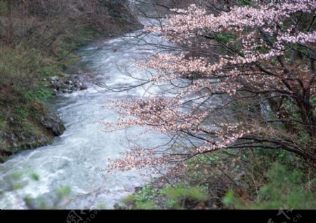 高山流水0098