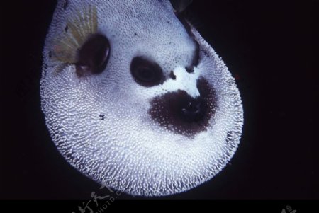深海动物0088