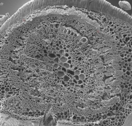 昆虫显微镜图片0078