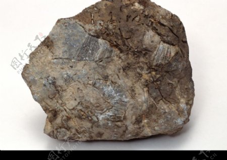 化石0121