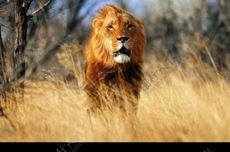 狮虎豹0284