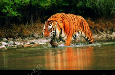 狮虎豹0086