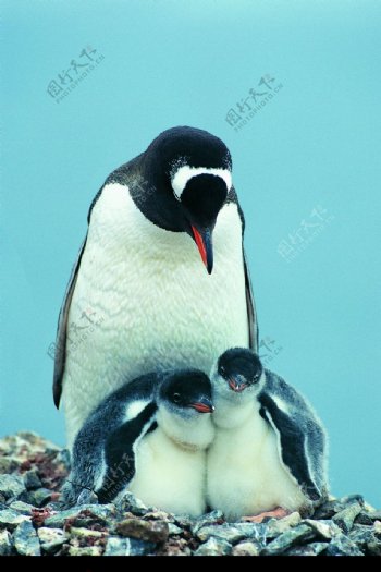 企鹅世界0155