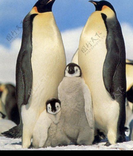 企鹅世界0175