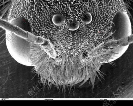 昆虫显微镜图片0034