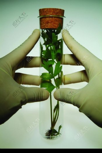 植物生化科技0077