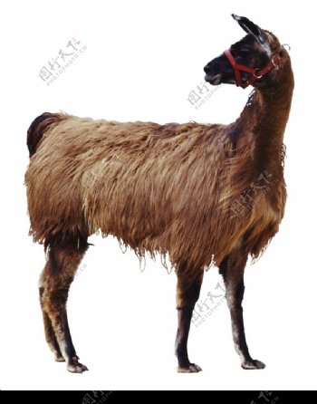牛羊骆驼0045