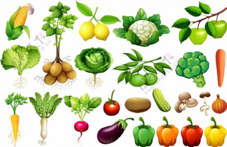 各种蔬菜插图集