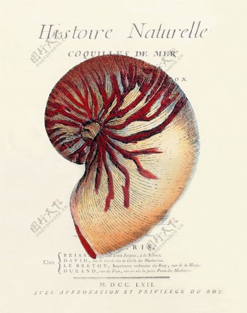 海洋海螺贝壳欧美装饰画