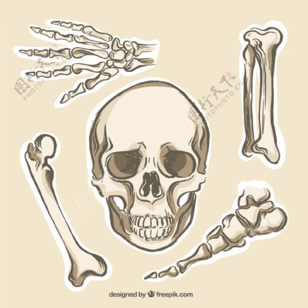 人体骨骼收集