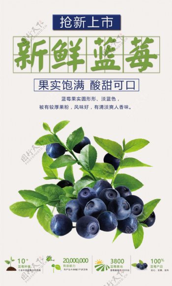 新鲜蓝莓上市海报