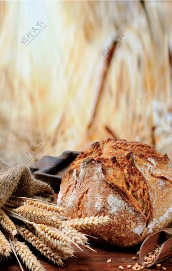 欧包面包麦子小麦