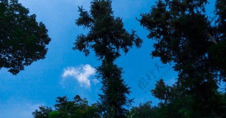 蓝天白云下高耸的树