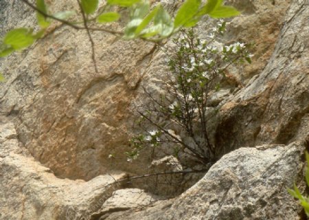 石头缝间树木