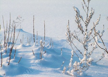 冬雪覆盖的树枝